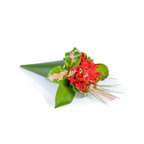 Indian Jasmine