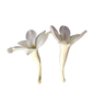 Indian Tuberose