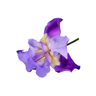 Iris Flower