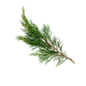 Italian Cypress