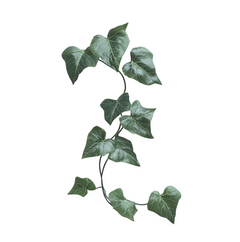 Ivy