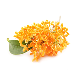 Japanese Osmanthus