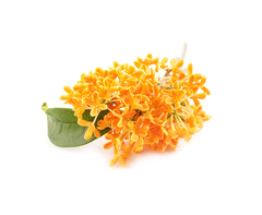Japanese Osmanthus