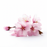 Japanese Cherry Blossom