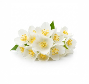 Jasmine
