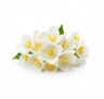 Jasmine