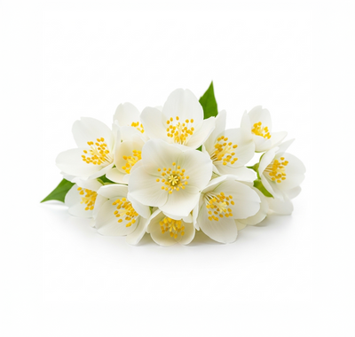 Jasmine