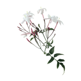 Night Blooming Jasmine