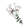 Night Blooming Jasmine