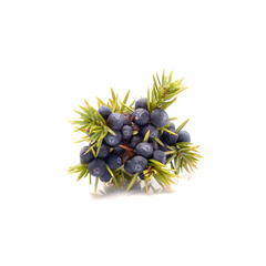 Juniper