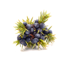Juniper berry