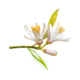 Lemon Blossom