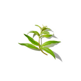 Lemon Verbena