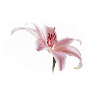 Lily