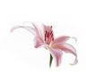 Lily