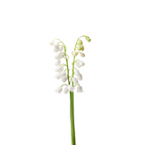 Lily of the Valley