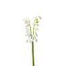 Lily of the Valley