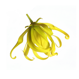 Lysylang