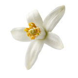 Mandarin Blossom