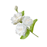 Moroccan Jasmine