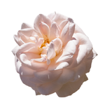 Moroccan Rose