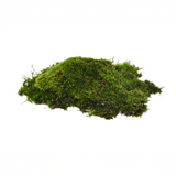 Moss