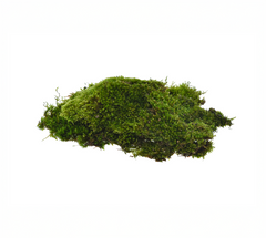 Moss