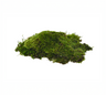 Moss