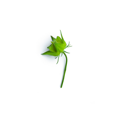 Grapefruit Ambrette (Musk Mallow)