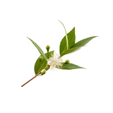 Myrtle
