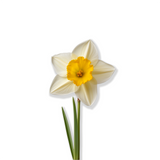 Narcissus