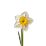 Narcissus