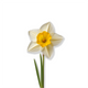 Narcissus