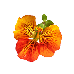 Nasturtium