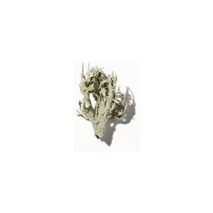 Oakmoss