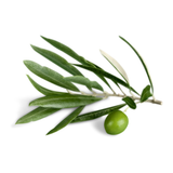 Olive Blossom