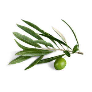 Olive Tree