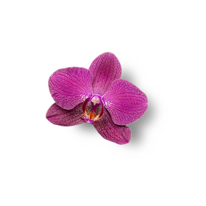 Orchid