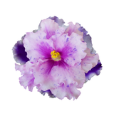 Parma Violet