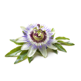 Passion Flower
