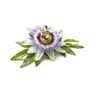 Passion Flower