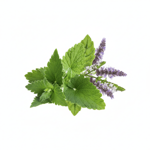 Patchouli