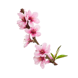 Peach Blossom