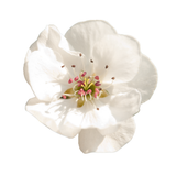 Pear Blossom