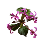 Pelargonium