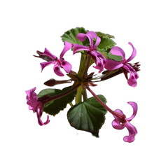 Pelargonium