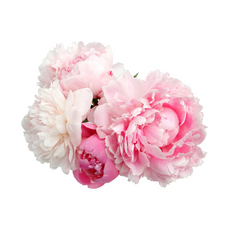 Peony