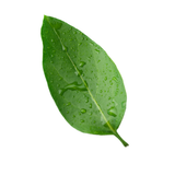 Pimento Leaf