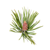 Pine Needles