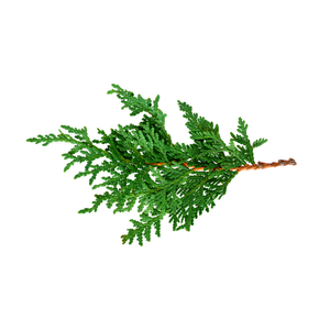 Pine Tree